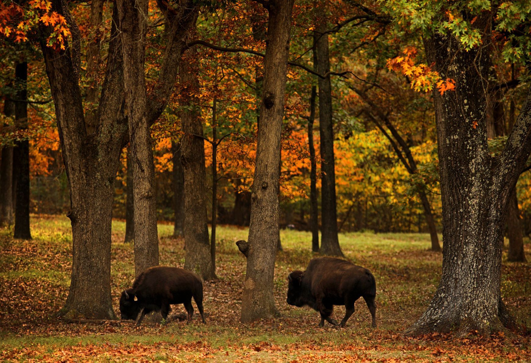Fall colors 2020
